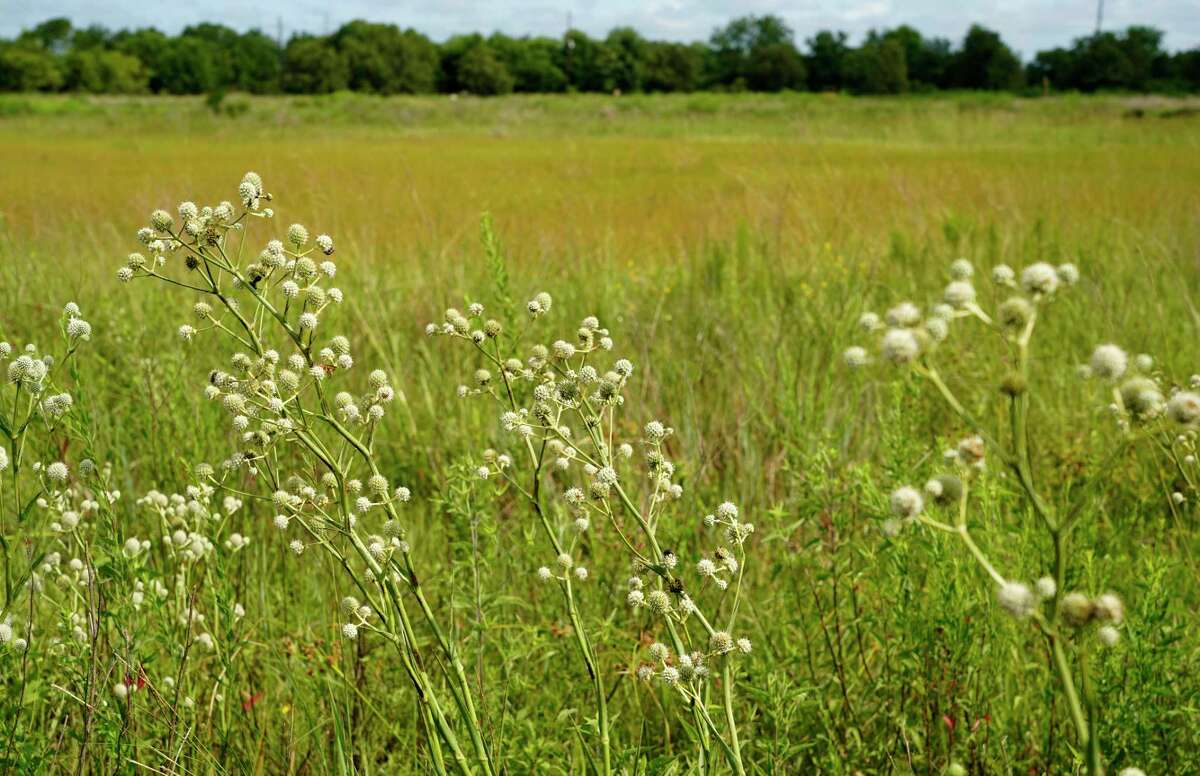Rattlesnake master plants are shown at Katy Prairie Conservancy’s Indiangrass Preserve, 31975 Hebert Road, Tuesday, July 20, 2021 in Waller. The Katy Prairie Conservancy is pursuing a green cemetery. They haven't picked a location yet but say the Indiangrass Preserve is a good example of what it will look like.