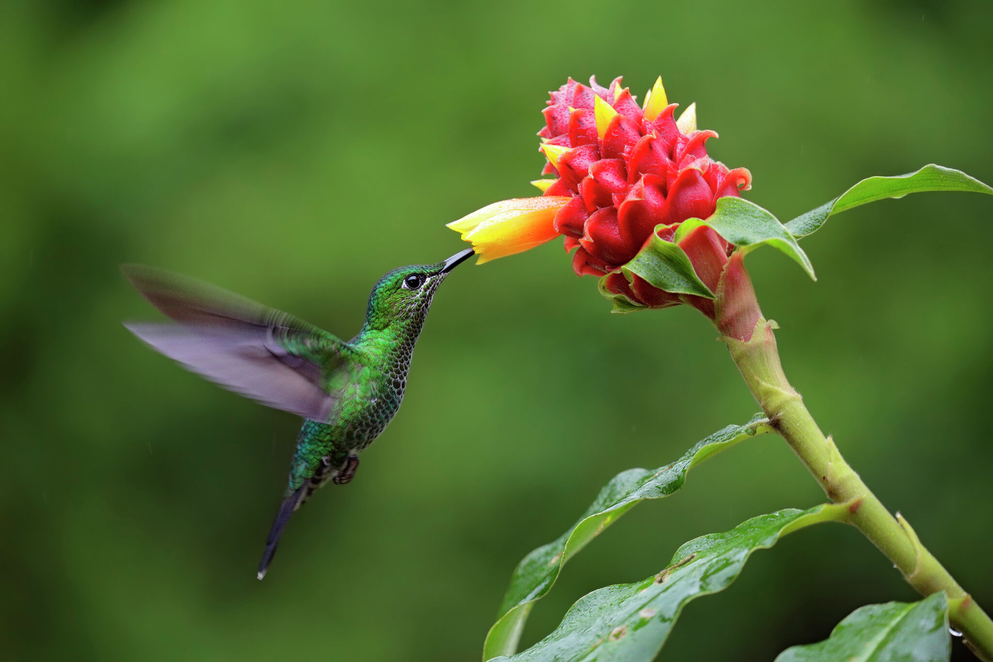 Lincoln Land bird banders set Illinois hummingbird festivals | Journal ...