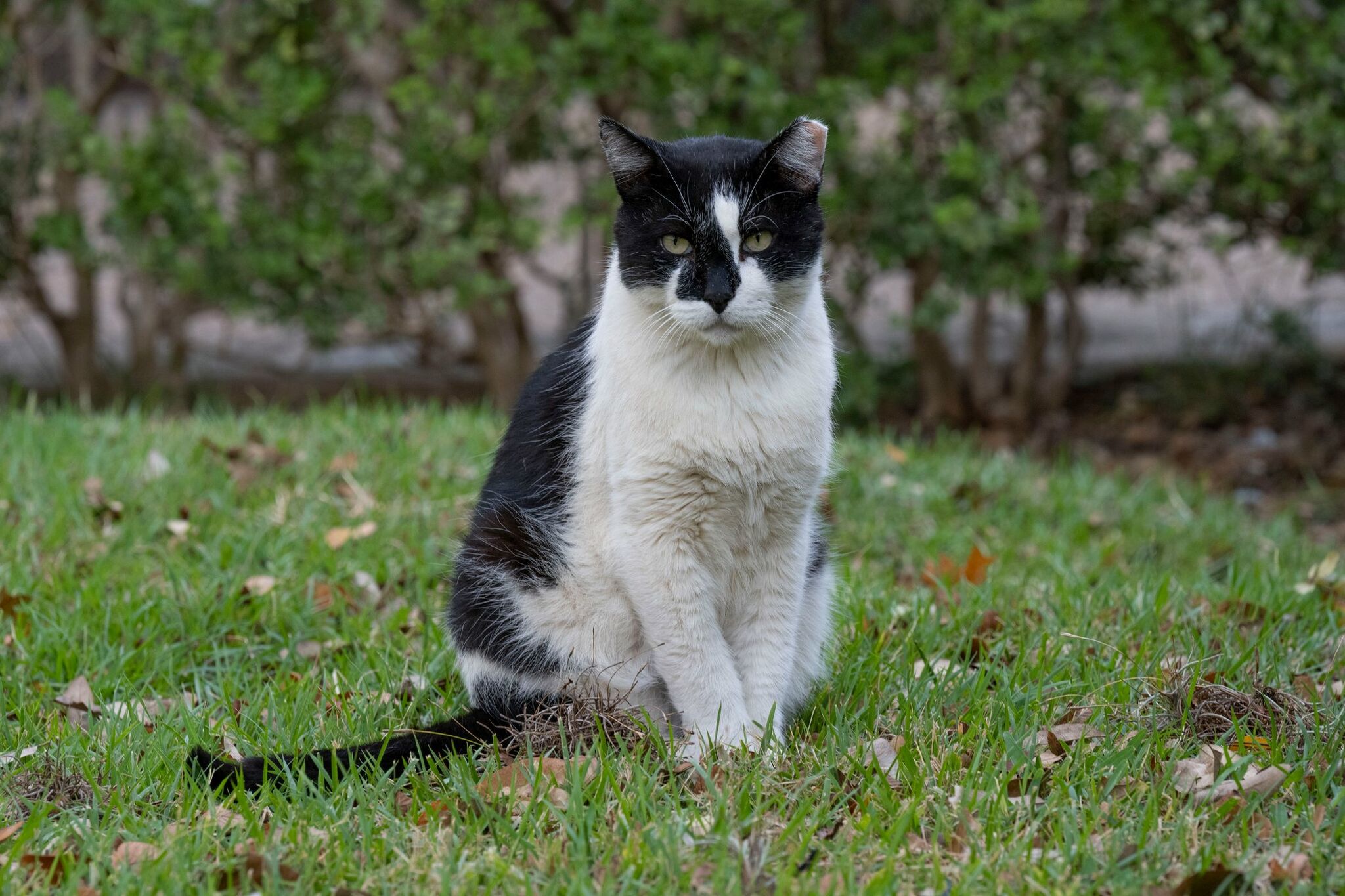 University of Texas mourns death of beloved campus cat Domino - Vimarsana News