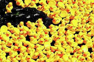 Annual Milford Harbor Duck Race returns in June