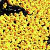 Thousands of rubber ducks float down the Wepawaug River in the Milford Harbor Duck Race on 5/5/2013. Photo by Arnold Gold/New Haven Register AG0495D