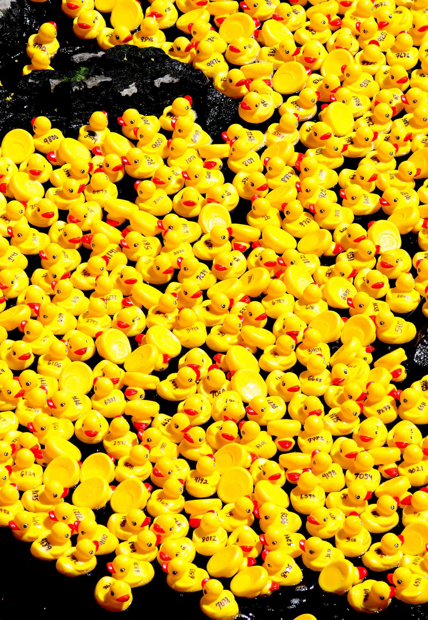 Annual Milford Harbor Duck Race returns in June