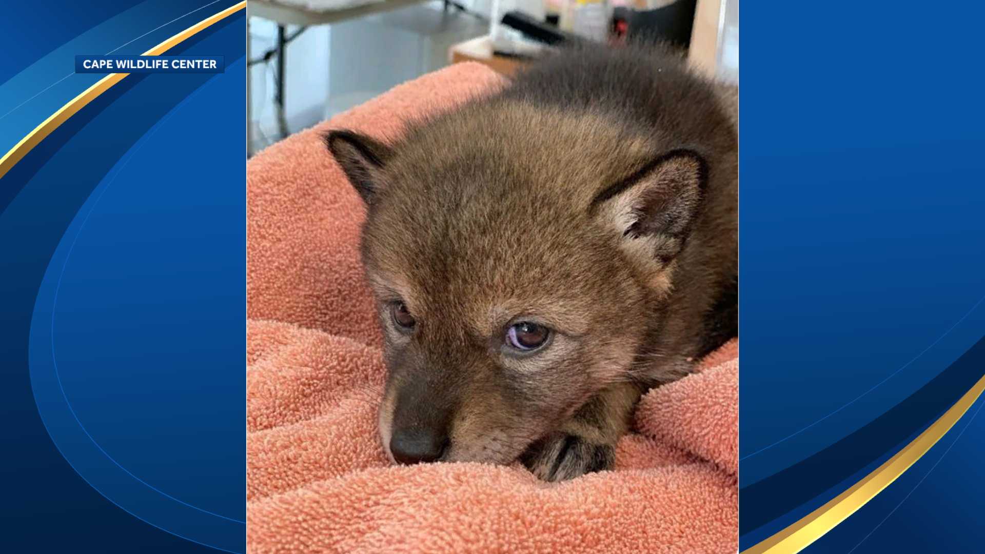 Family brings home coyote pup thinking it was a dog