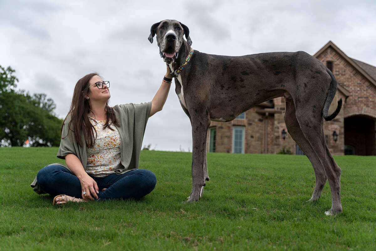 Zeus, a Great Dane from Bedford, TX was named the world's tallest lviing dog on Wednesday. 