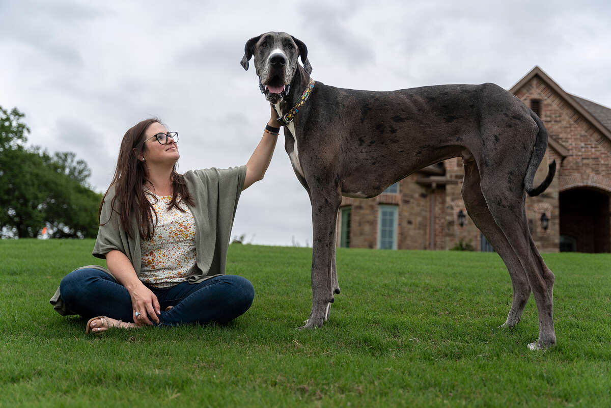 Texas Great Dane Named Zeus Breaks Guinness World Record For Worlds