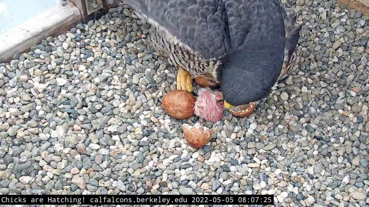 The falcon chicks at UC Berkeley, belonging to Annie the peregrine falcon, began to hatch Thursday morning, according to Cal Falcon.