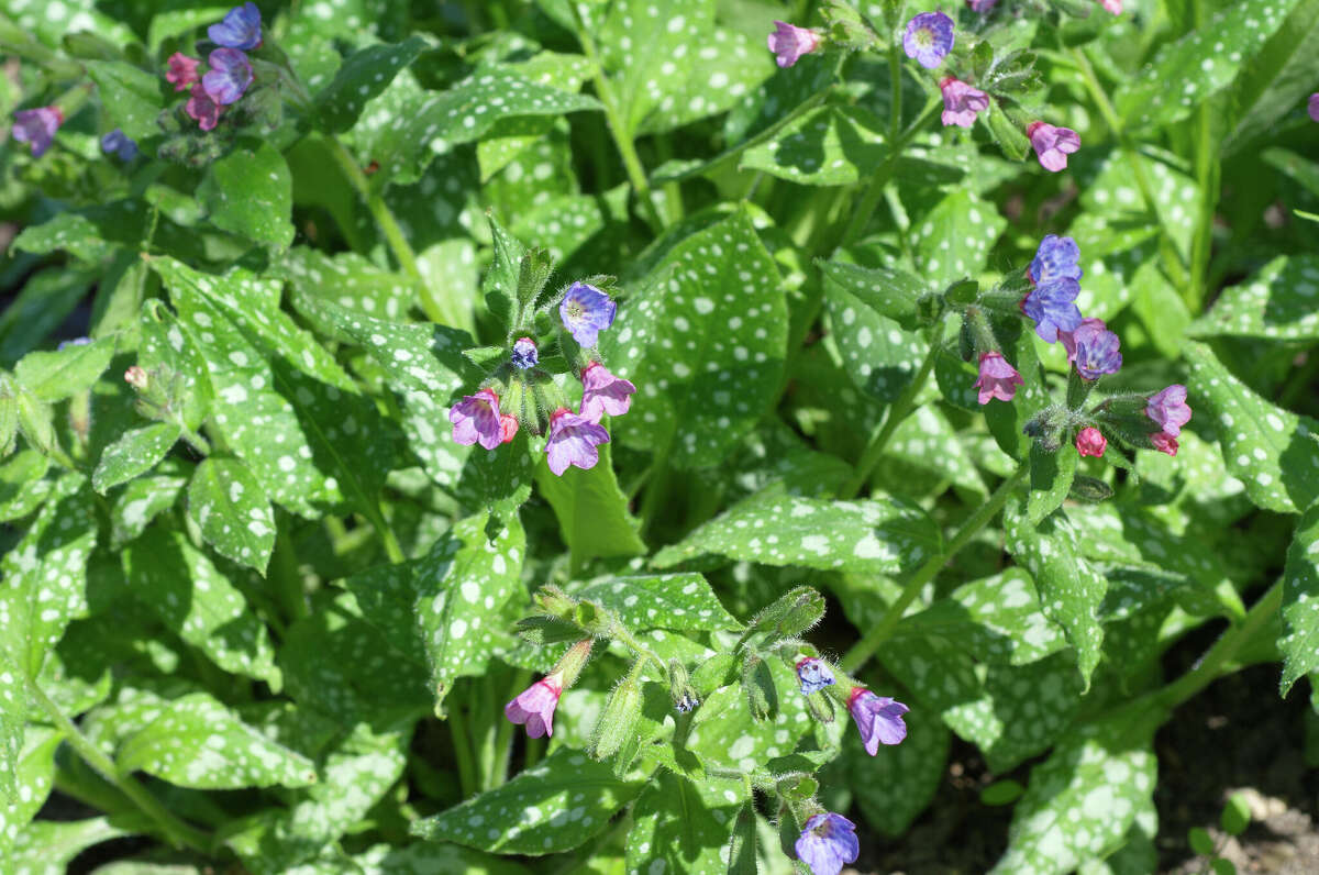 Lungwort's green leaves are speckled with spots of white that give the plant an appearance of being dusted in sugar. 