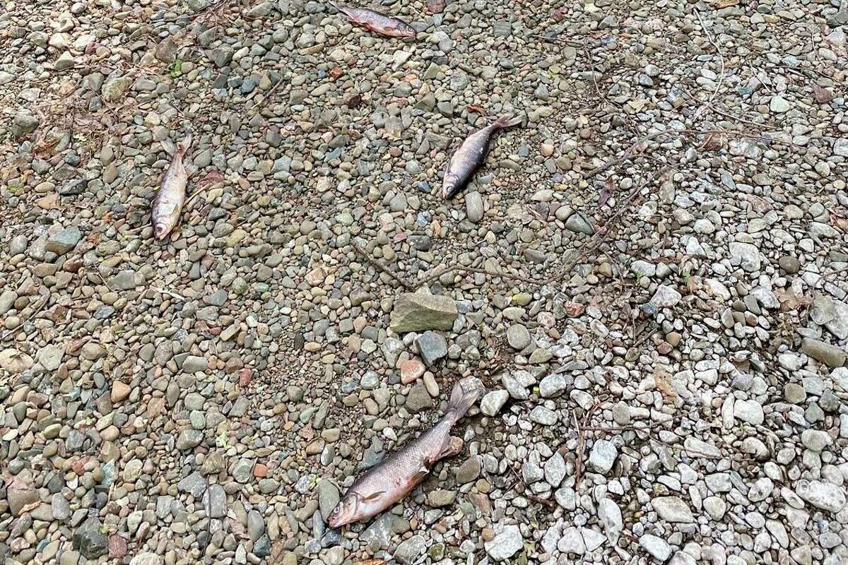 More than two dozen Clear Lake hitch were found dead in dried-up Adobe Creek in Lake County, as on a late April day. Rescuers are trying to save fish still stranded in pools within the creek bed.