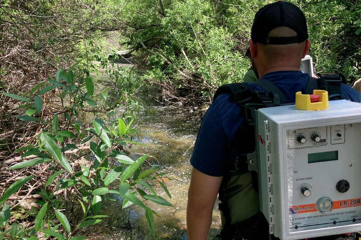 A backpack electrofisher was used by rescue crews to catch stranded Clear Lake hitch in Adobe Creek in Lake County during the last week of April.