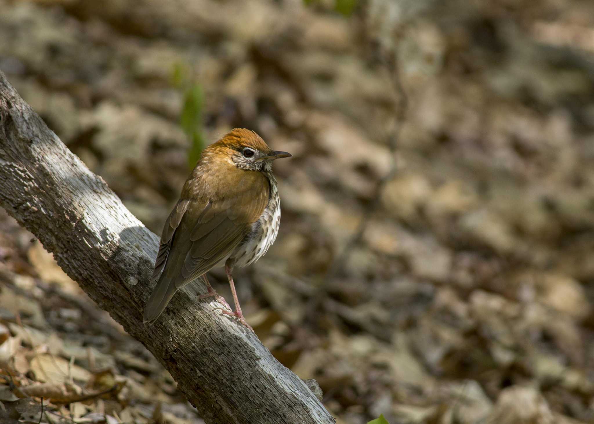 Opinion: The fading song of the wood thrush - Vimarsana News