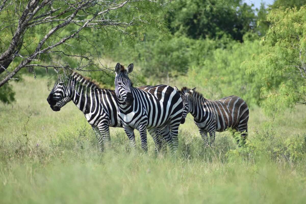Zebras can be seen roaming the Blue Hills Ranch in McGregor, Texas.