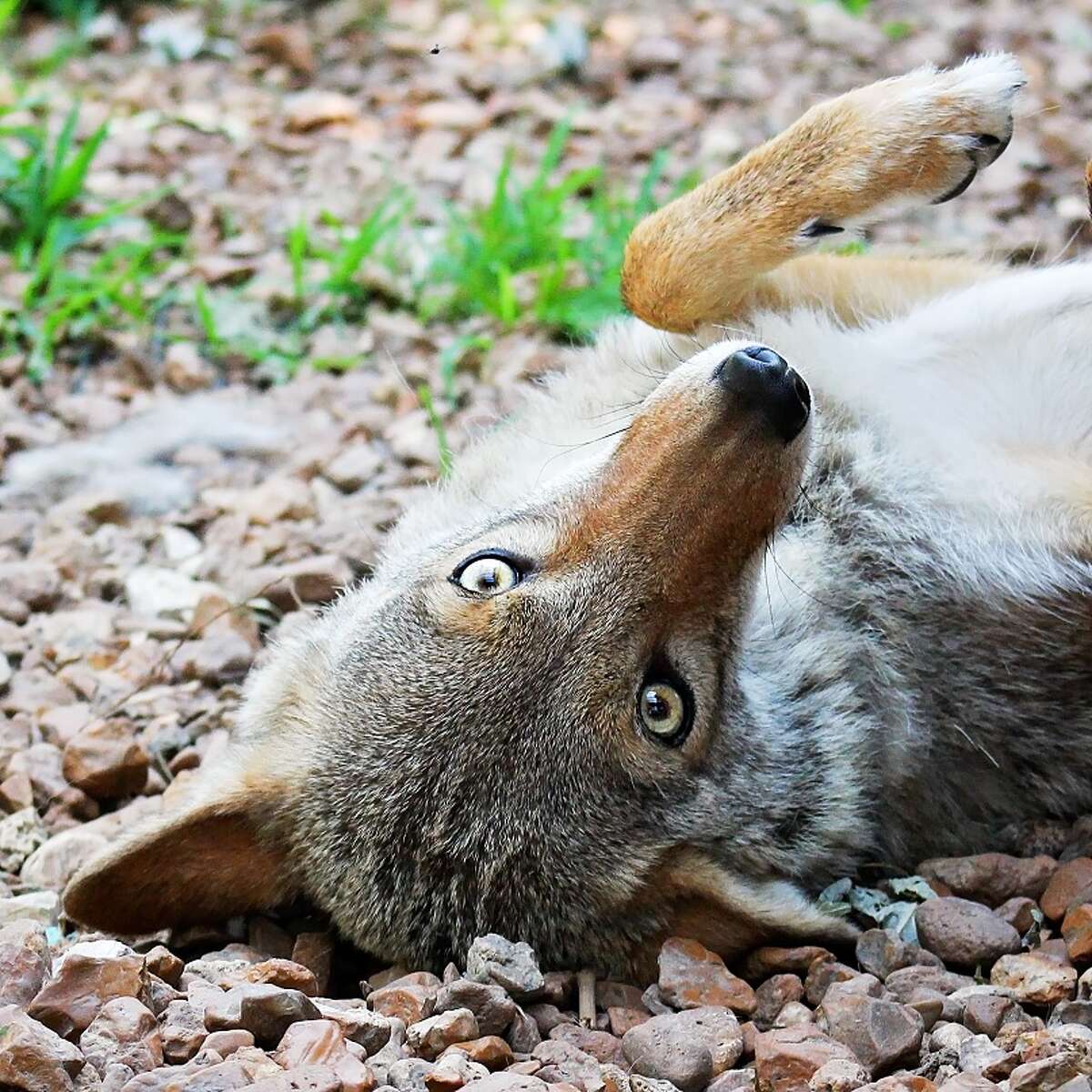 The Sierra Club will host "Coyotes: Friend or Foe?" May 10 at 6:30 p.m. at The Old Bakery Beer Company, 400 Landmarks Blvd., Alton.