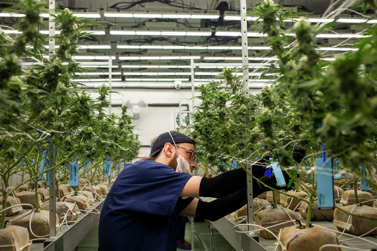 Staff member Wayne Kiehl works on trimming cannabis plants in one of eight grow rooms at Emerald Fire Provisioning Center in Coleman on Friday, May 6, 2022.