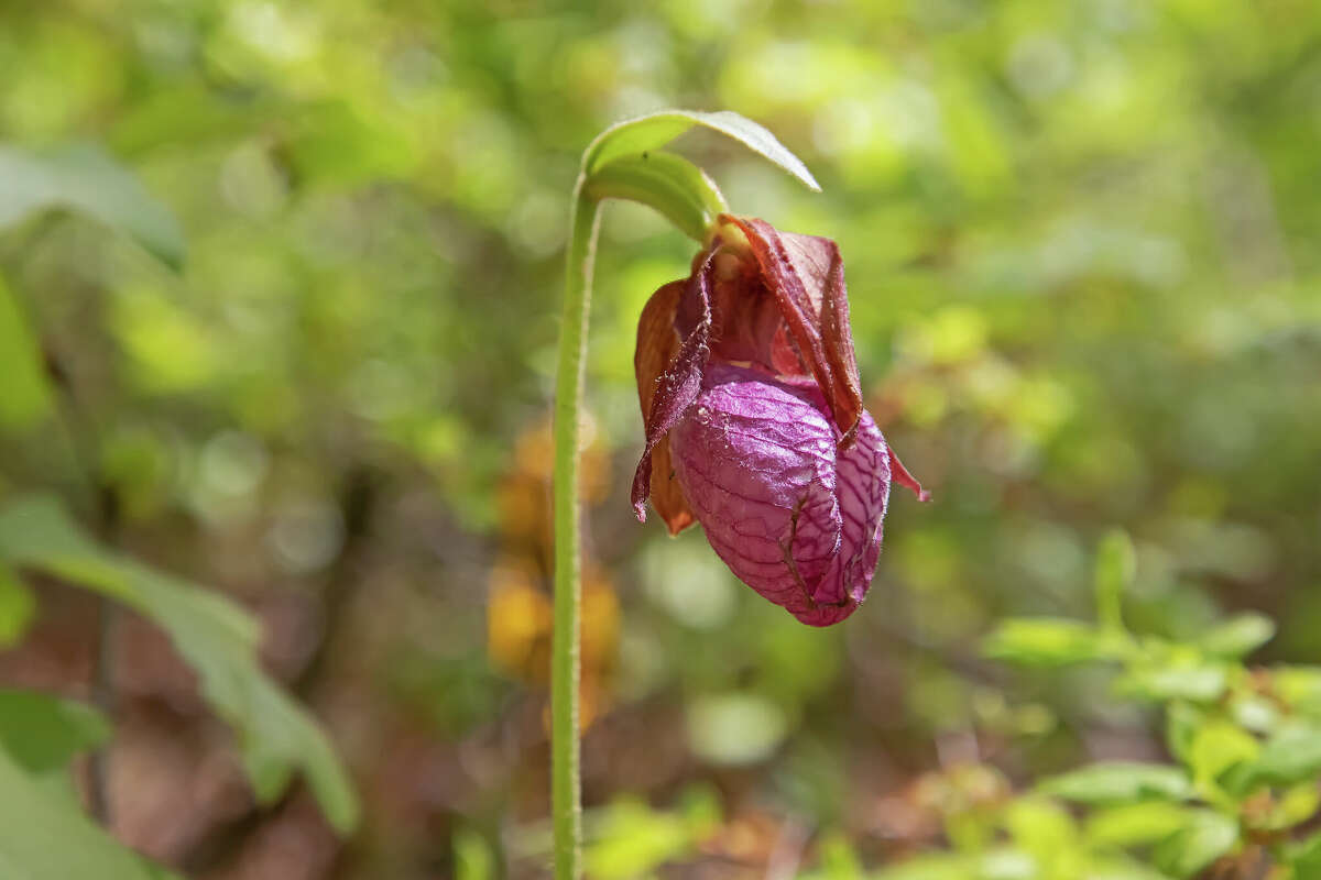 The pink lady’s alipper is the "mascot" flower of the Huron County Nature Center. The annual festival is named for this lovely orchid.