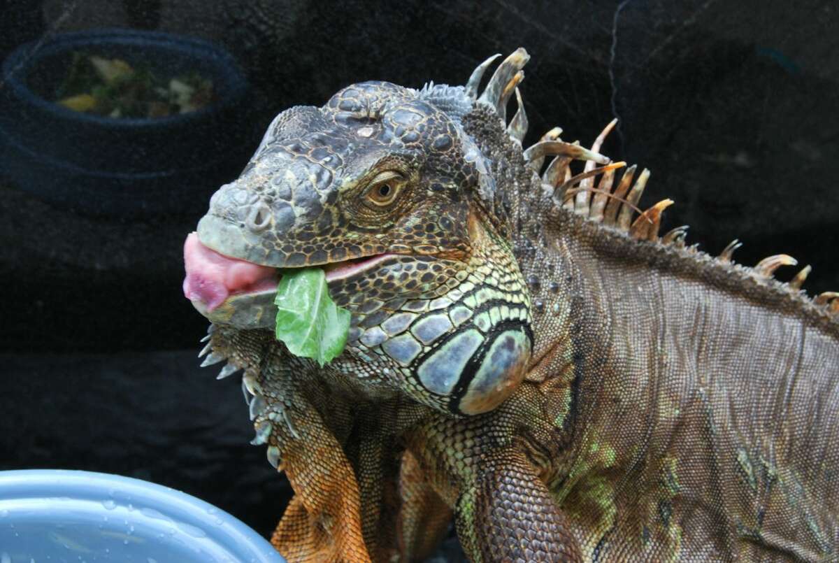 Charro, the green iguana who lived at the Houston Museum of Natural Science, died Friday, May 6, 2022. He was 23.