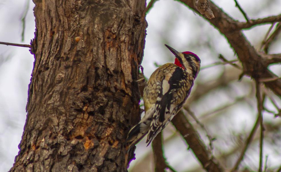 Robert Miller: The spread and the habits of the yellow-bellied sapsuckers - Vimarsana News