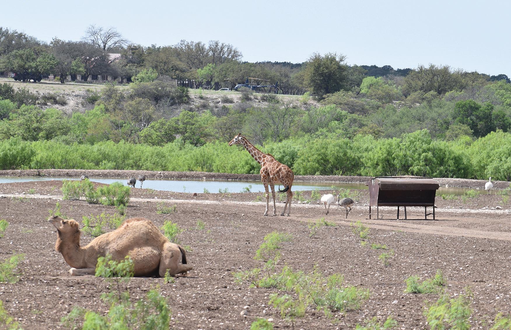 'We have an obligation to preserve Texas history': New owners of historic Y.O. Ranch celebrate with auction, concert - Vimarsana News