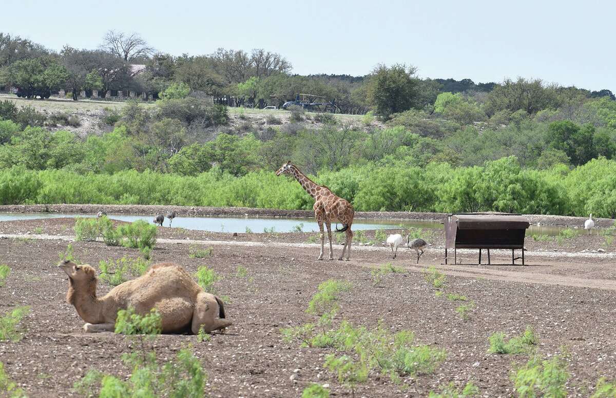 The new owners of the Y.O. Ranch, which features over 60 animal species, aim to make the ranch “even more of a destination location” than it is already, and have worked to expand its acreage.