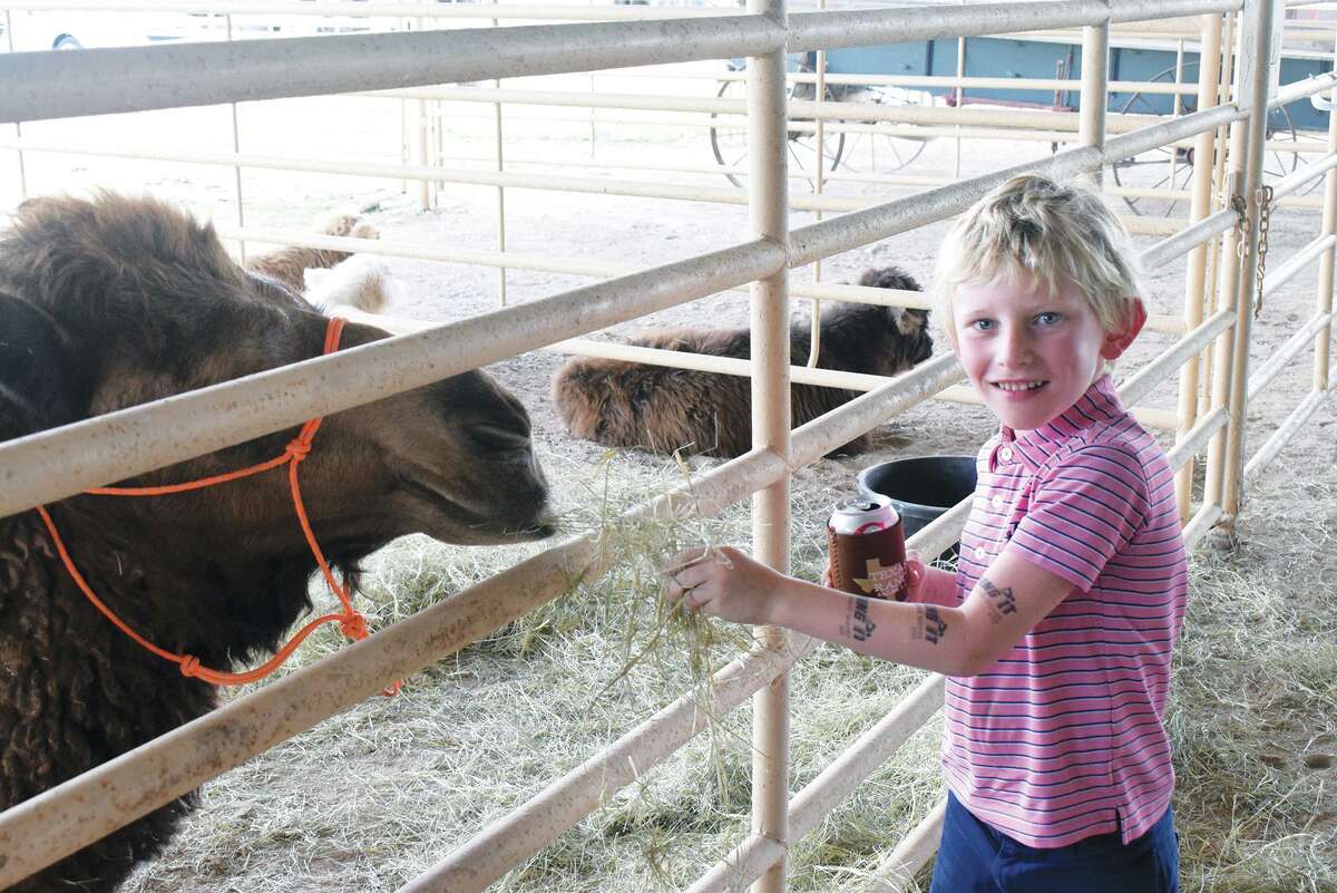 James Hill feeds one of the camels on display at the Y.O. Ranch on Saturday, April 30.