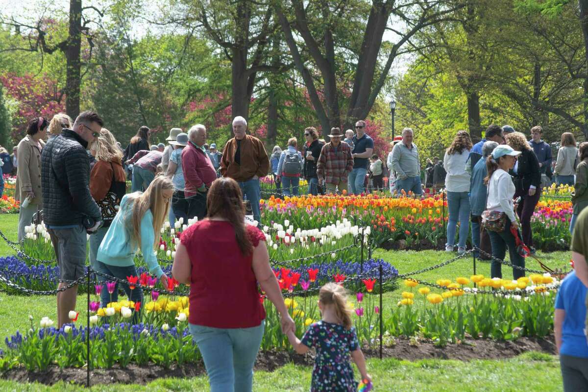People enjoy the tulips on the final day of the Tulip Festival at Washington Park on Sunday, May 8, 2022, in Albany, N.Y. (Paul Buckowski/Times Union)