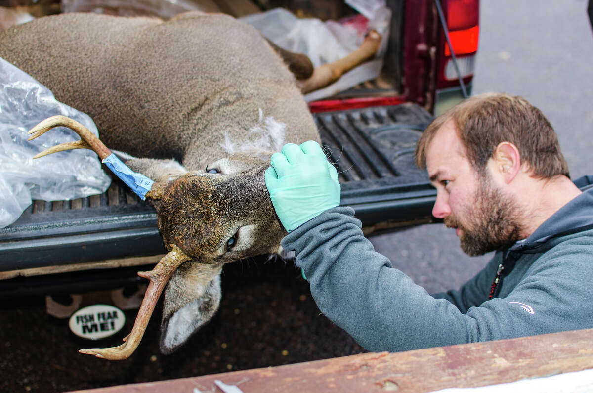 FILE - Michigan Department of Natural Resources wildlife assistant Mark Bash extracts lymph nodes from a buck for chronic wasting disease testing.