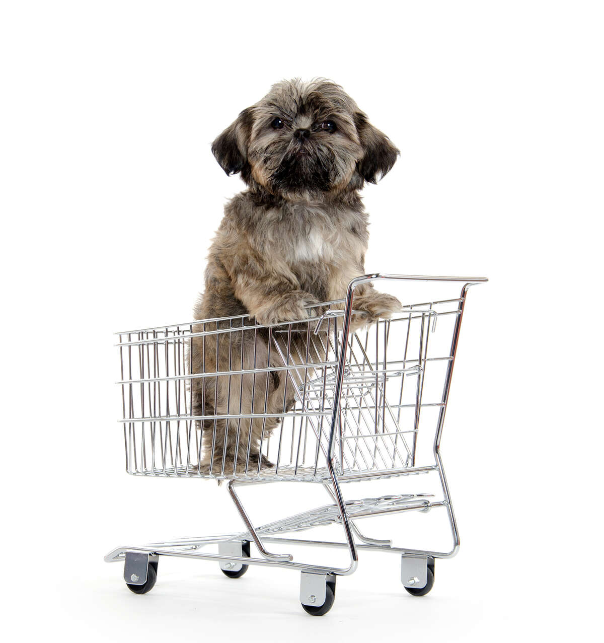 A stock photo of a Shih Tzu dog in a shopping cart.