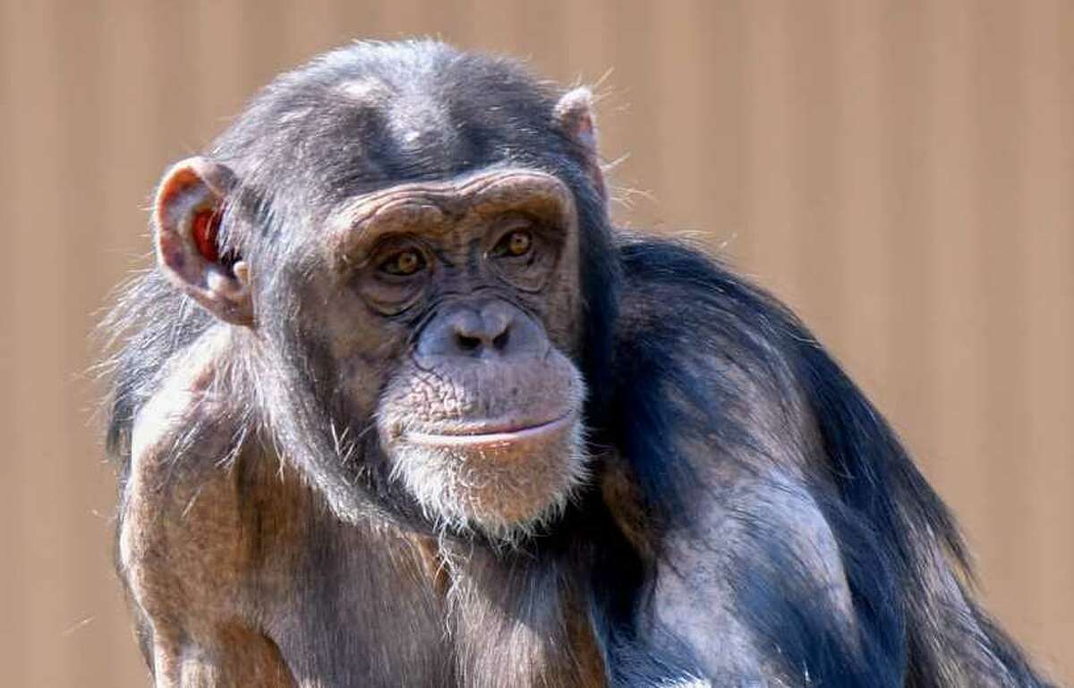 14-year-old chimpanzee at Oklahoma City Zoo is pregnant