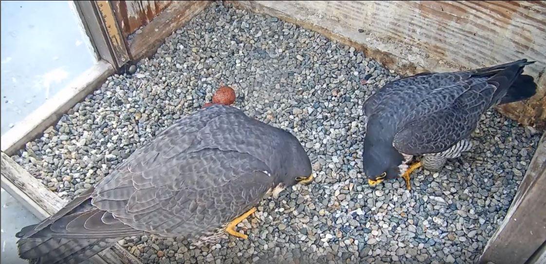 These are some of California's best bird webcams. Here's how to watch - Vimarsana News