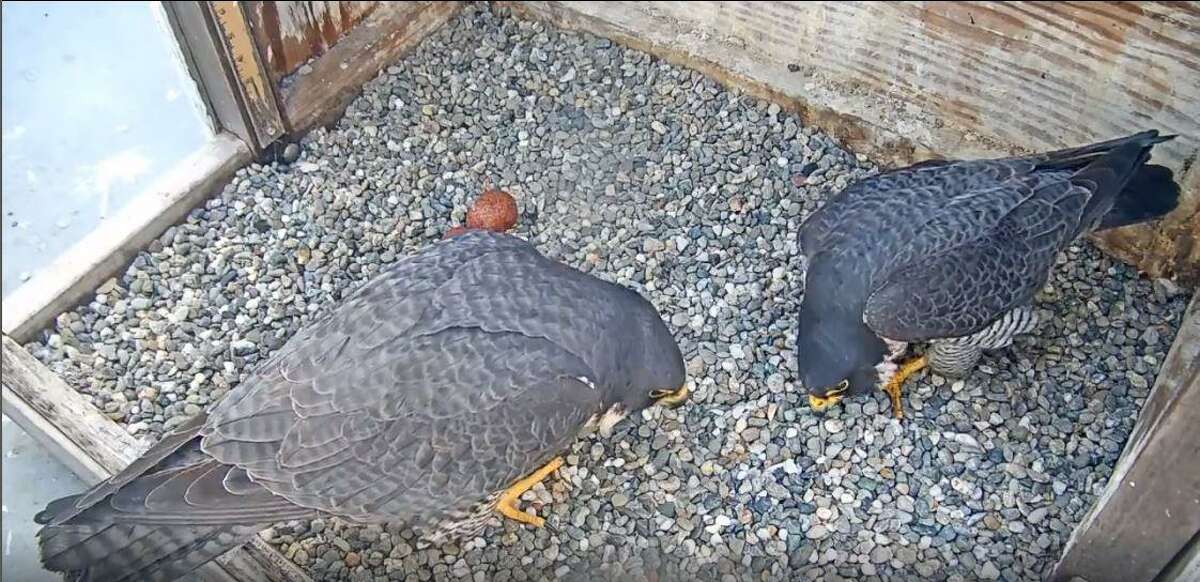 falcon webcam berkeley