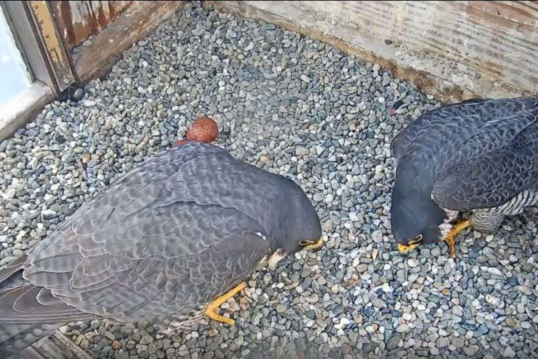 bird webcams