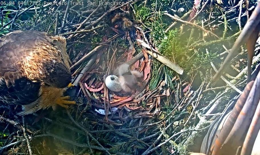 A young hawk is ready to take wing from its nest high in a San Francisco tree. Here's how to watch - Vimarsana News