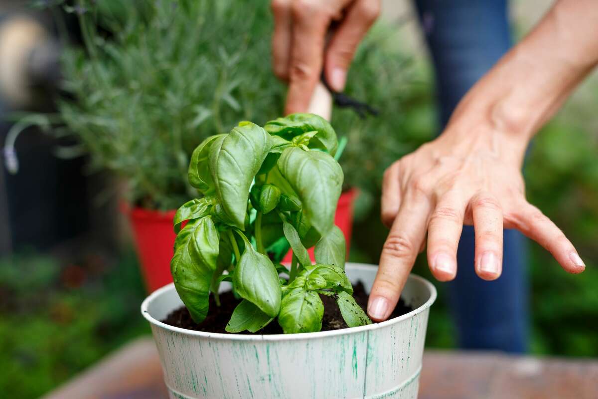 When grown in your own garden, fresh herbs and vegetables are can brighten up a meal.