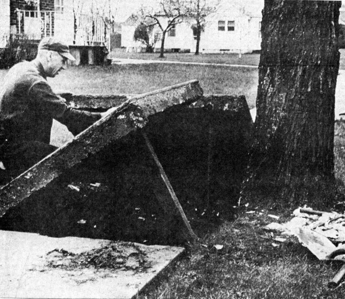 A typical scene in the city in recent weeks is the sidewalk repair going on as part of the city improvement plan's sidewalk repair work. Louis Gumbus of 409 Eighth St. works on his sidewalk, cutting the roots of a large tree to allow space for a concrete section of walk. The photo was published in the News Advocate on May 11, 1962.