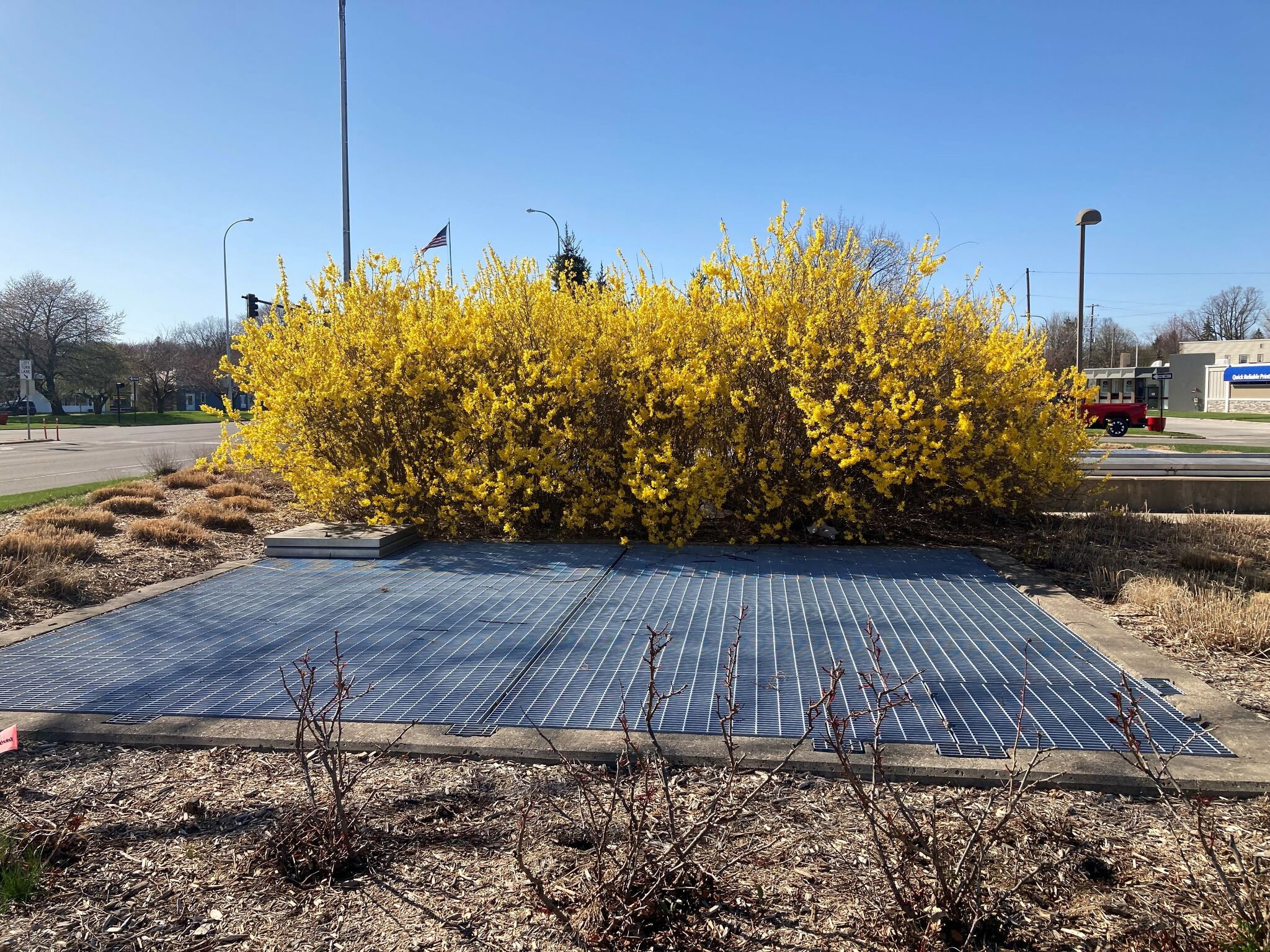 Make sure your forsythia get what they need most: Full sun
