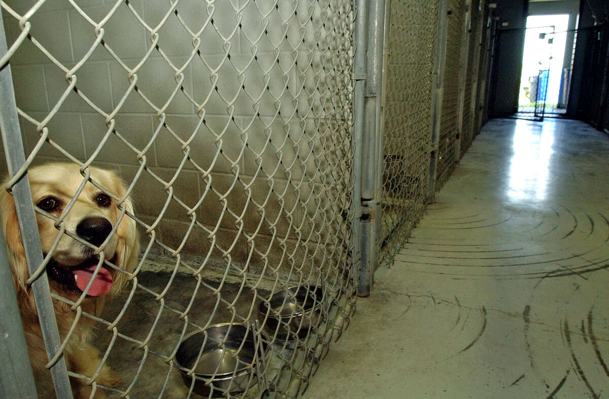 A cocker spaniel mix at the Humane Society of New Braunfels Animal in 2006. The city may crackdown on puppy mills. 