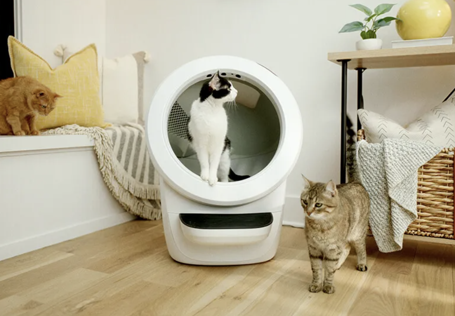 Whisker just unveiled a smaller, sleeker Litter-Robot - Vimarsana News