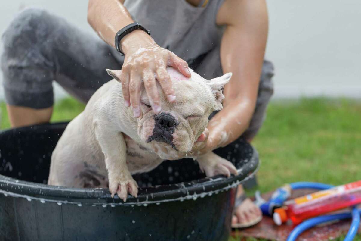 Most dogs go through the winter with little coat care except for brushing, so they may need a little spring cleaning.