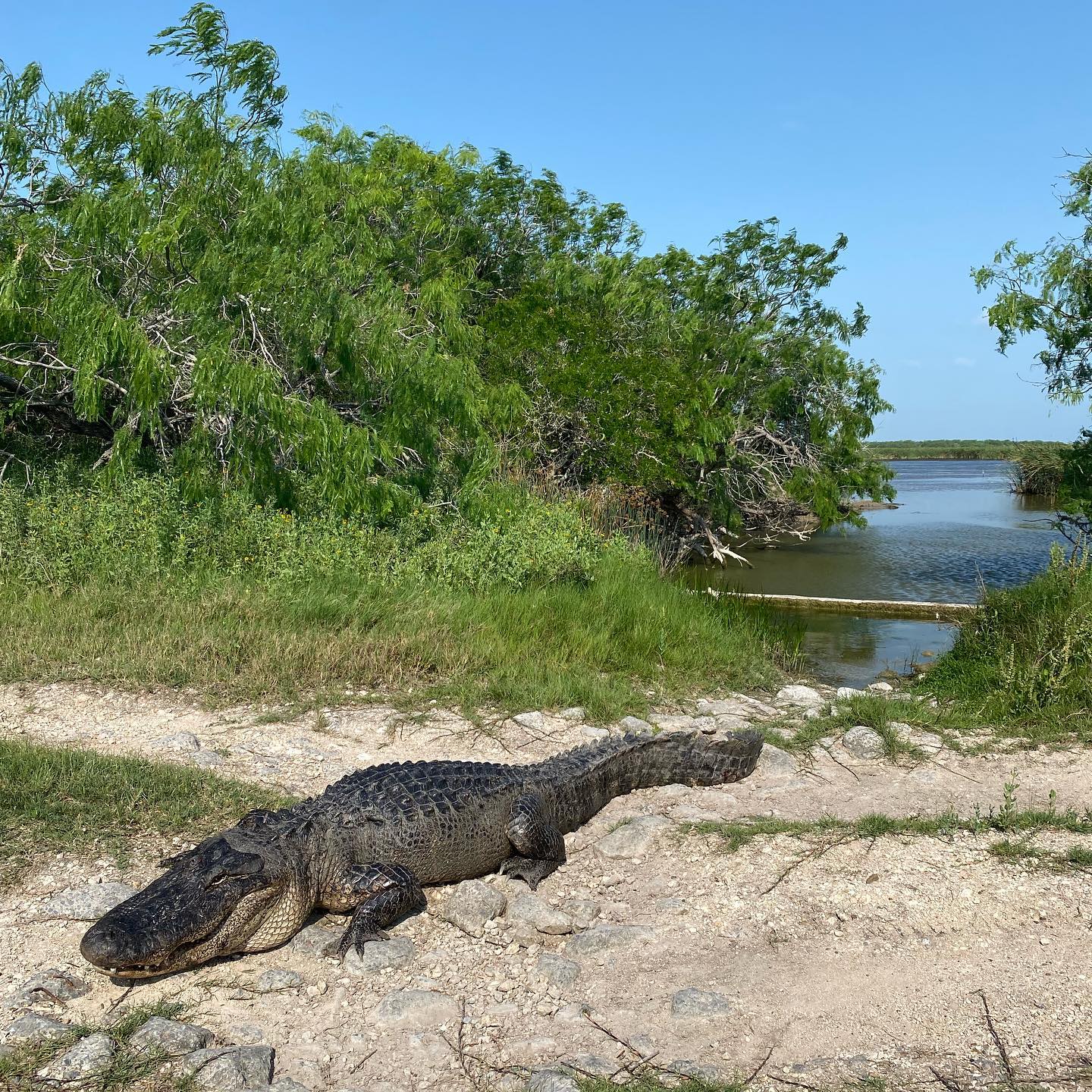 South Texas Officials Rescue 10 5 Foot Alligator Stuck In Ditch   RawImage 