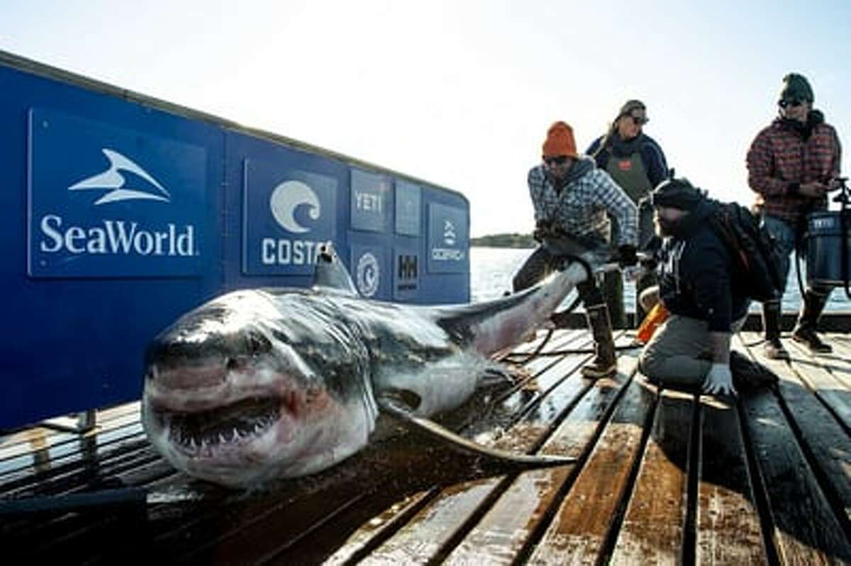 Ironbound comes in at 12.4 feet long and nearly 1,000 pounds