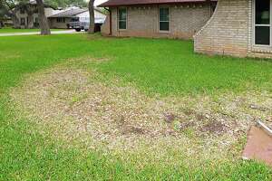 How to deal with take-all root rot in St. Augustine lawn