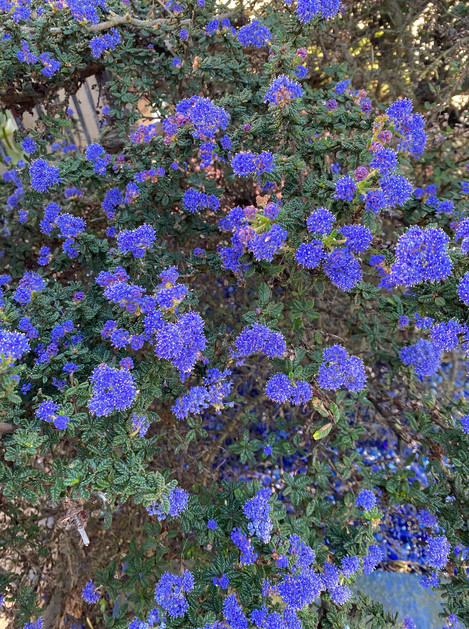 Life lessons from a lilac bush - Vimarsana News