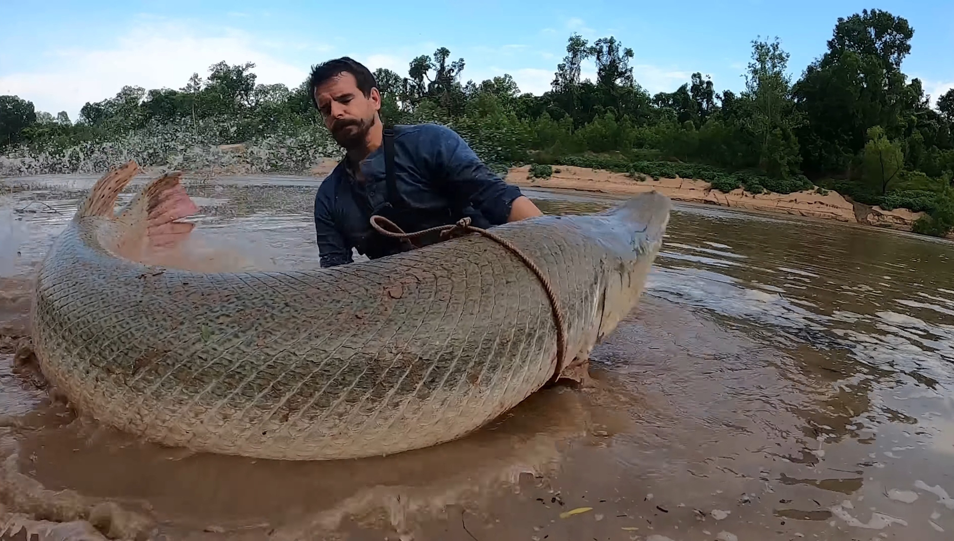 300 Pound Alligator Gar