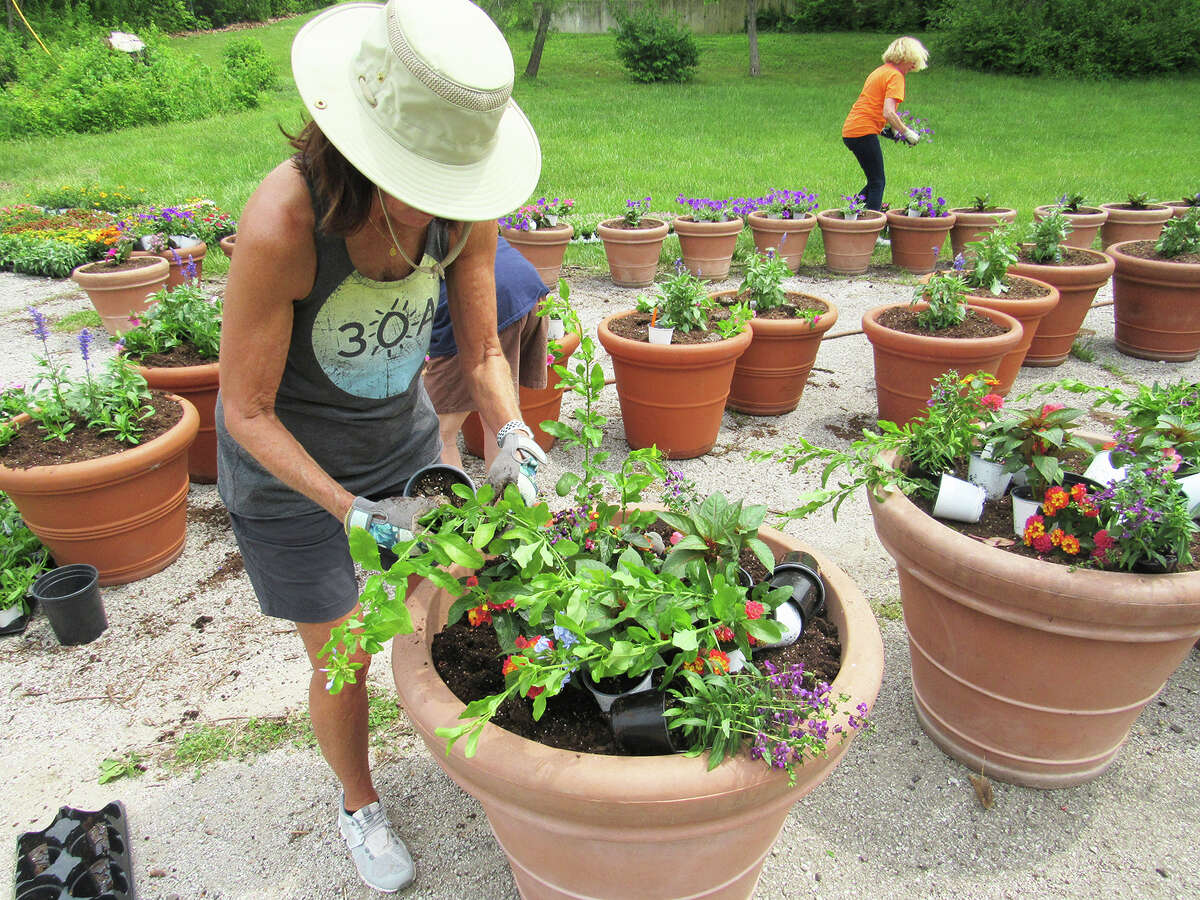 Camille Bourisaw of the Edwardsville Beautification and Tree Commission plants flowers in large pots on Tuesday.