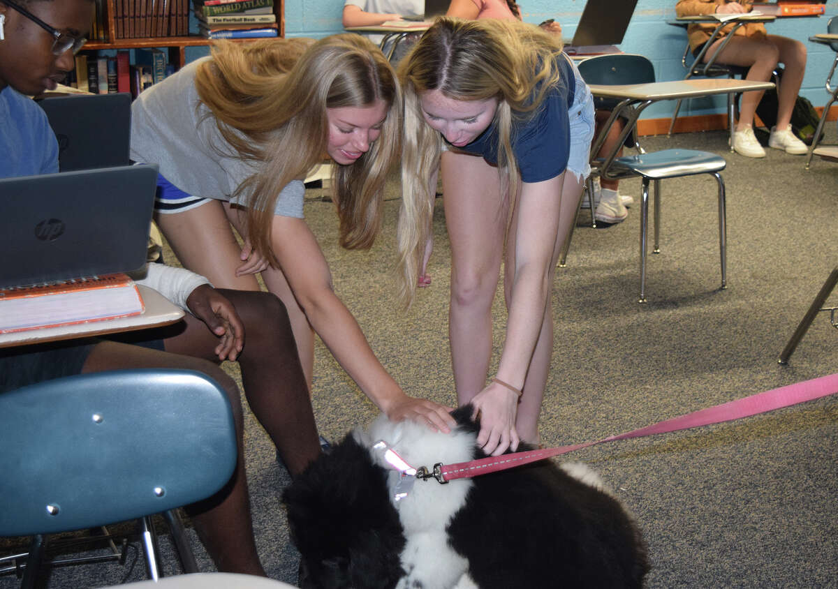 Pleasant Hill junior Daecorion Dolbeare (left), freshman Ava Wombles and sophomore Hannah Hill pet Chubbs, a Newfoundland puppy. Chubbs will be training to be a therapy dog for the district. 
