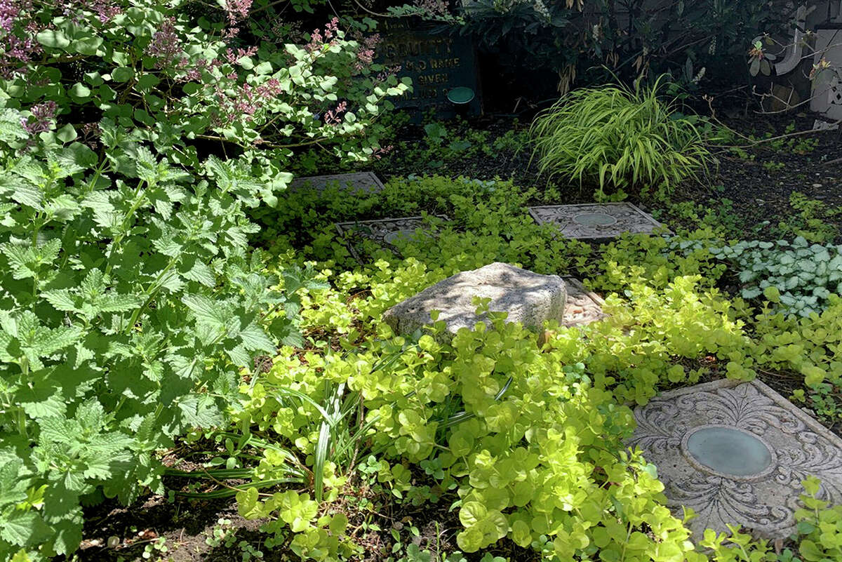 Chartreuse foliage of Hakone grass and golden creeping Jenny brightens a partly shady garden.
