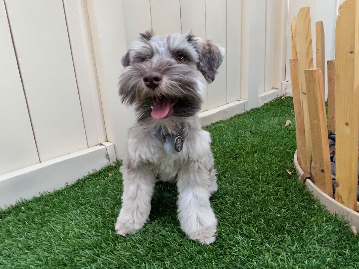 Buster, a 1-year-old brown miniature schnauzer, lives in Las Vegas and is named after San Francisco Giants catcher Buster Posey. A Texas woman was convicted of stealing $2,000 from a San Jose couple in what turned out to be an international puppy scam.