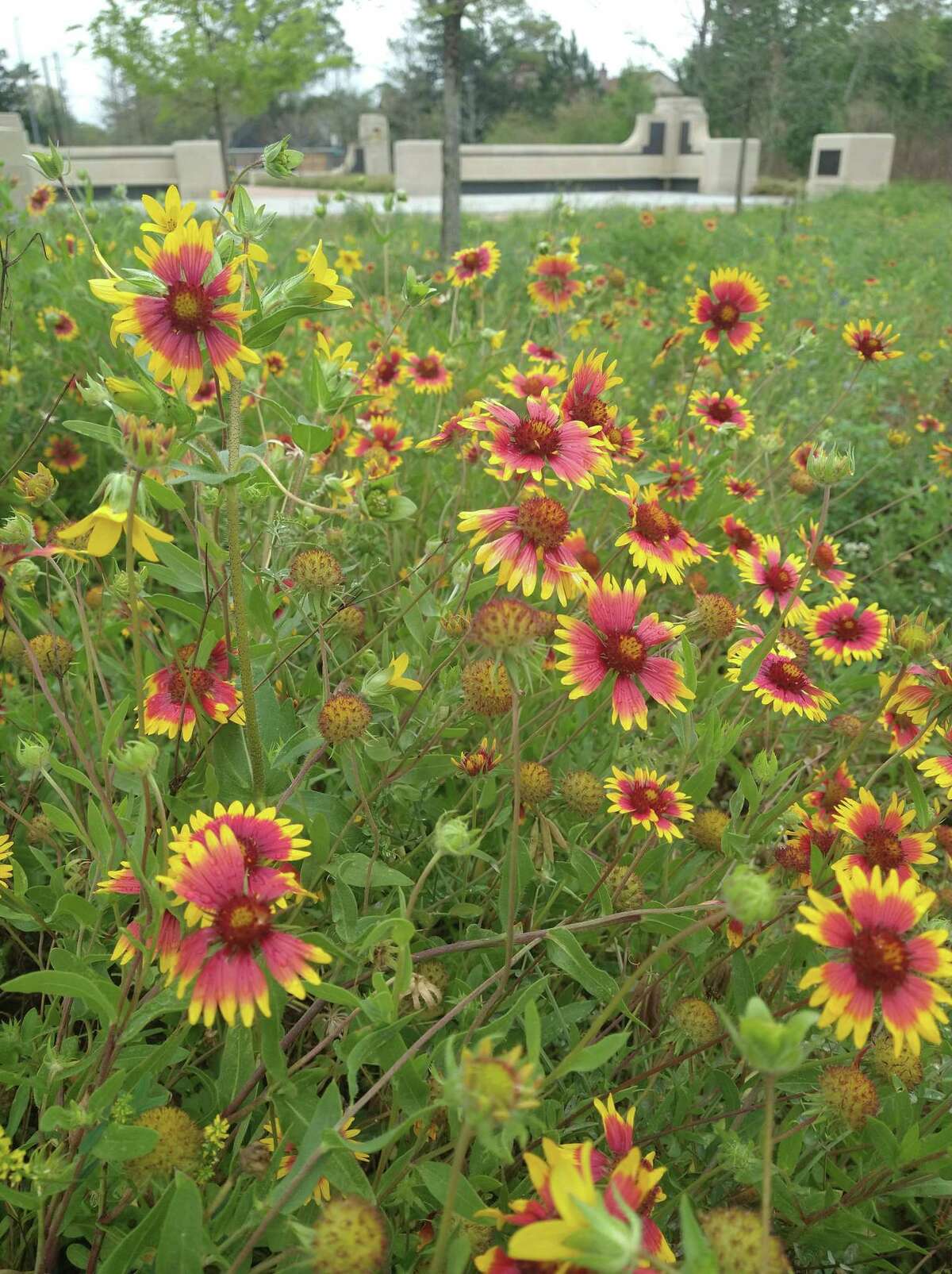 Best places to see Texas wildflowers Houston Memorial Park makes list