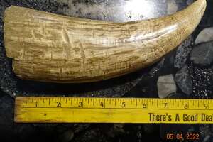 Milford Marine Institute brings 19th century Sperm whale tooth to camps