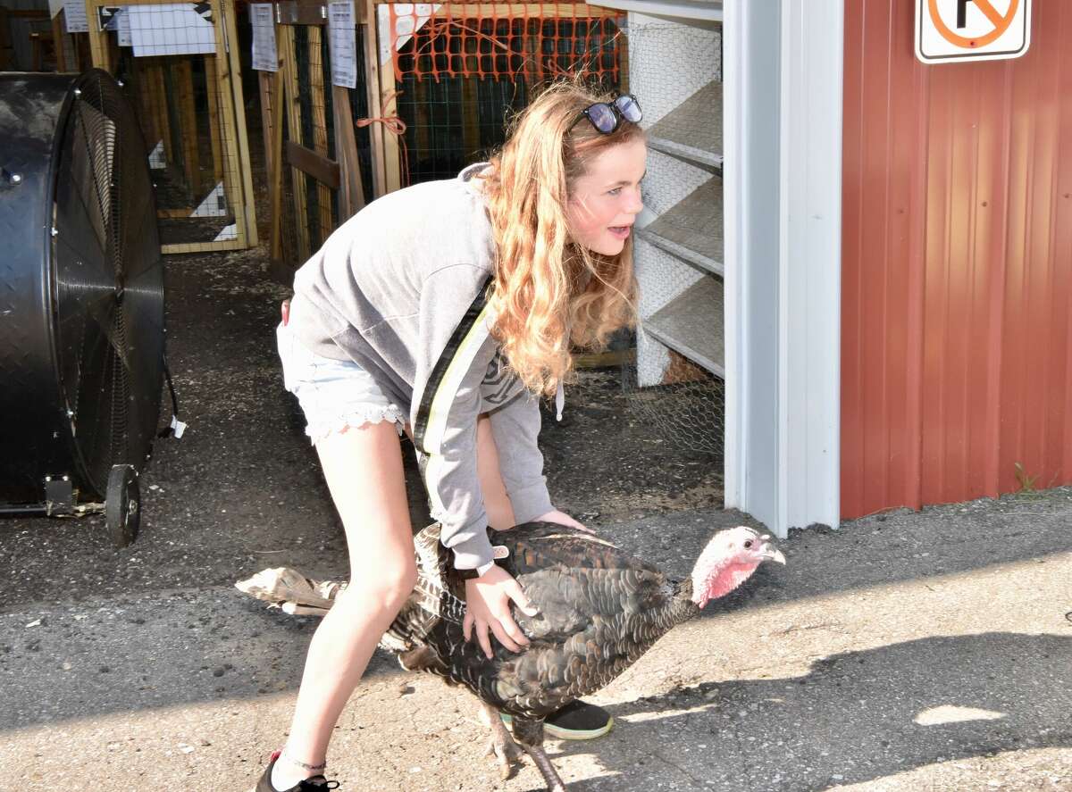 In this file photo, 4-H members prepare to show their poultry at last years Mecosta County Free Fair. Poultry entrants may have to rely on virtual showings this year. The Michigan Department of Agriculture and Rural Development has issued a directive to stop bird exhibitions due to spread of avian influenza.