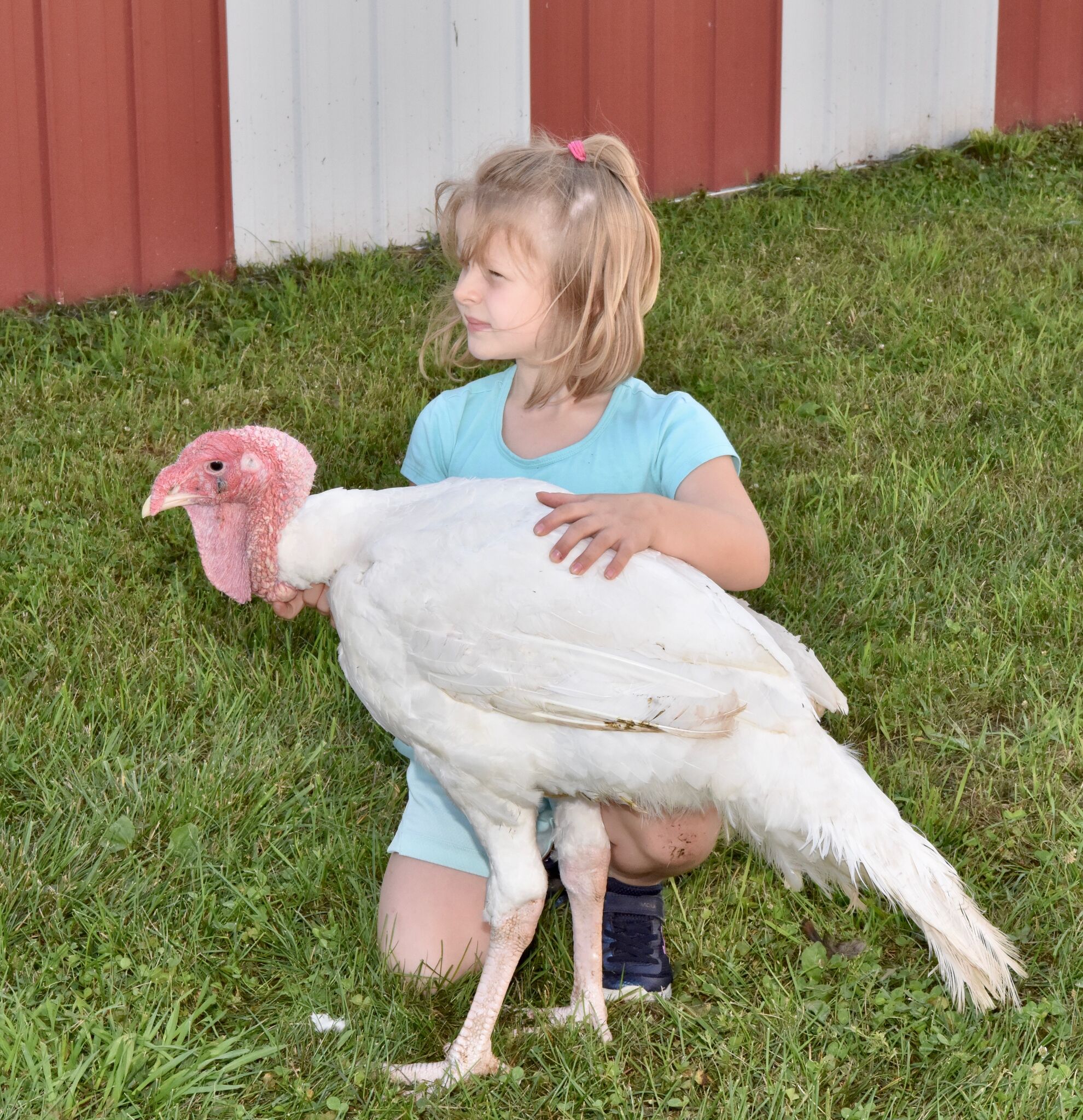 Mecosta County Fair impacted by Michigan restricting poultry showings due to bird flu, avian influenza - Vimarsana News